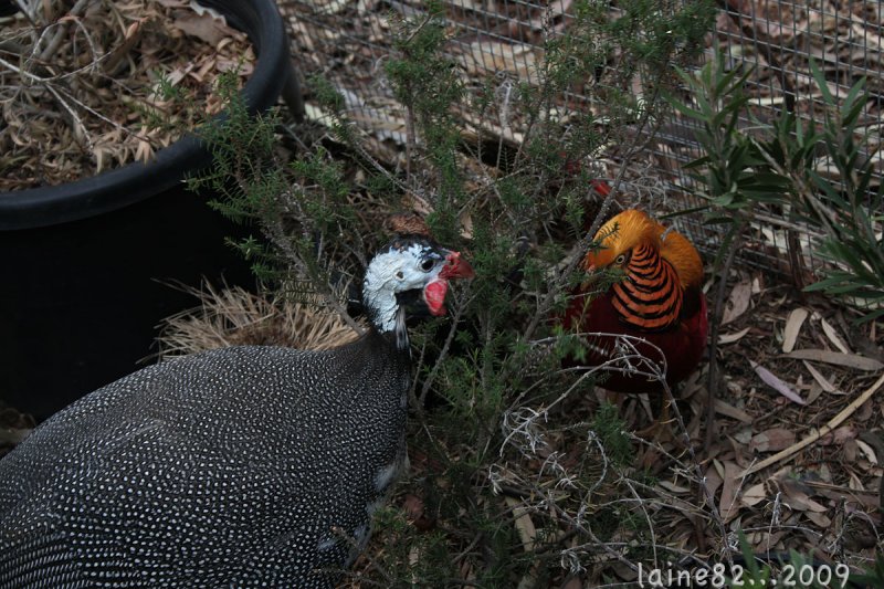 Golden Pheasant