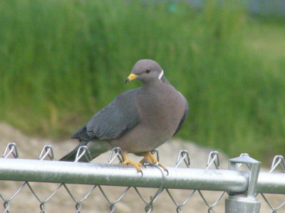 Got a picture of a hawk sitting in this same spot on the fence a while back.