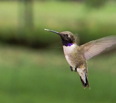 hummers_2009