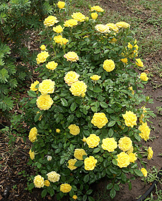 20090418_2.JPG