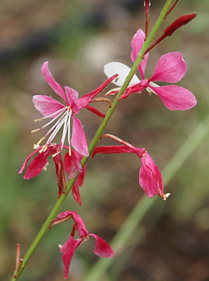 20090418_54.JPG