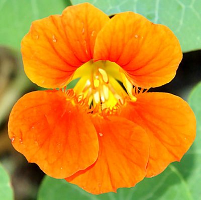 flowers2009