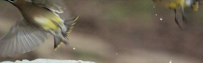 cedarwaxwings2008