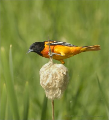 Petit oiseau (Small bird)