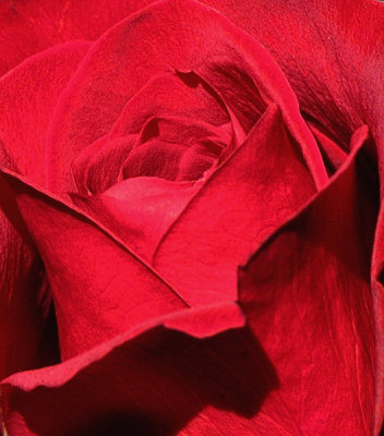 A Valentine Rose