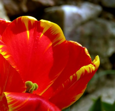 Firey Tulip