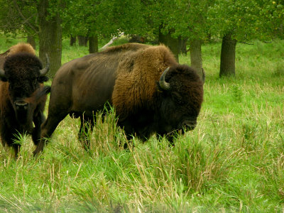 Wisconsin Bison