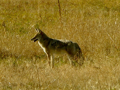 Wylie Coyote