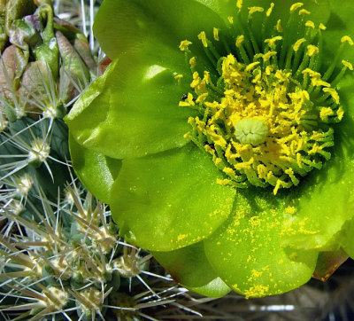 YUCCA VALLEY, CALIFORNIA