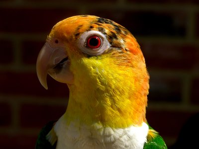 Lola the White Bellied Caique