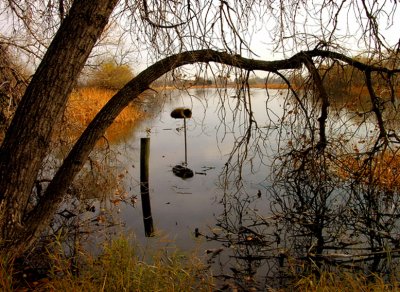 Kestrel Pond nesting area