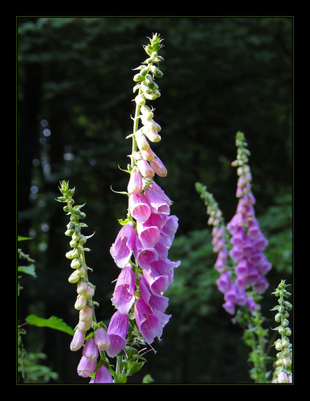 HX1 Foxglove / Roter Fingerhut