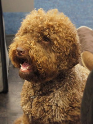 Lagotto mit  ISO 3200