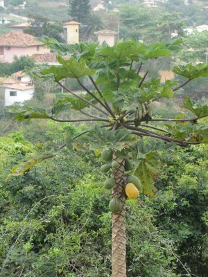 Maracuja - Passionfruit