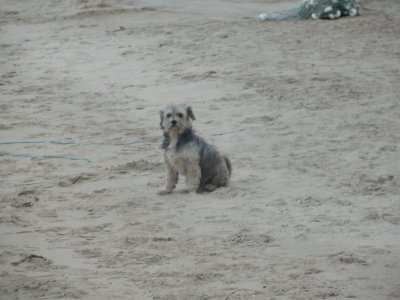 Ferradura Beach Dog