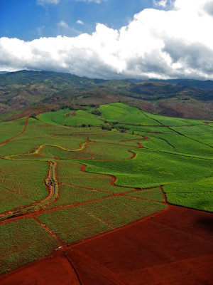 L59 Cane Fields (Kauai)