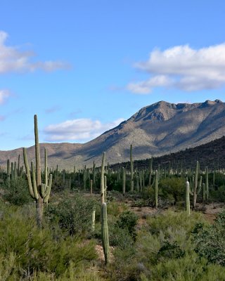 L8 Western Landscape (Tucson)