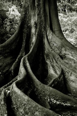 Moreton Bay Fig