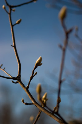 Spring Preparations