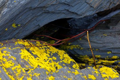 Slate, Burgundy, and Chartreuse