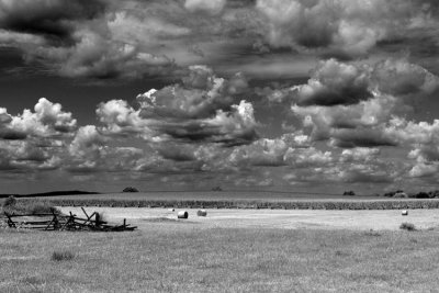 Miller Cornfield