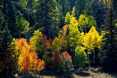 Aspens and Pines
