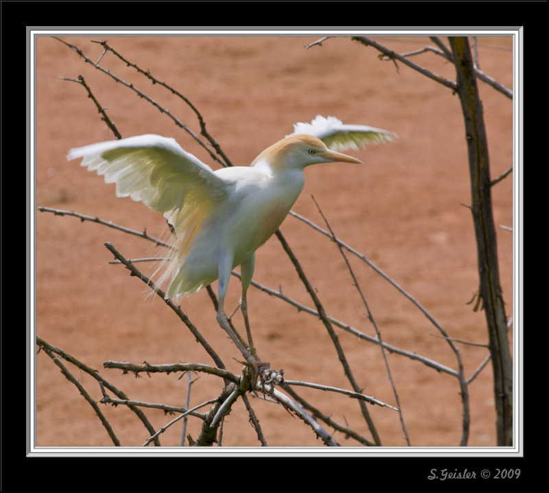 egret.