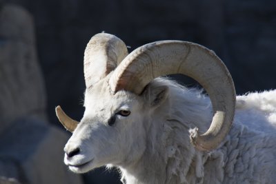 Big Horn Mountain Sheep