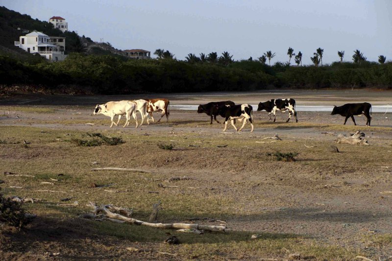 Sturdy creole cattle