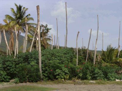 Palm disease