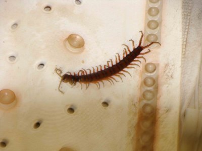 Scolopendre/Poisonous millipede