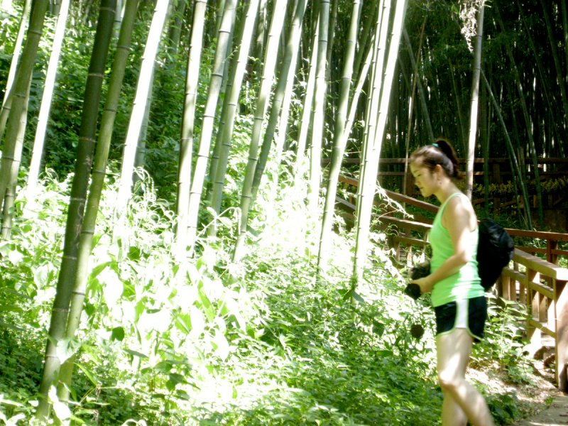 Bamboo Park 1.jpg