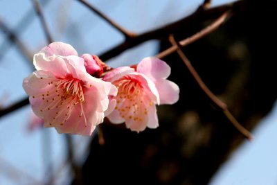 The very first CherryBlossom at Naksansa Temple