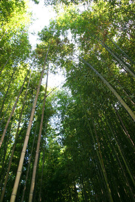 Bamboo Park 9.jpg