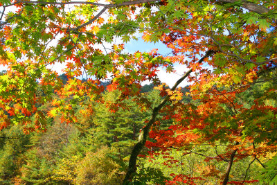 Woljeongsa Temple Needle Fir Forest