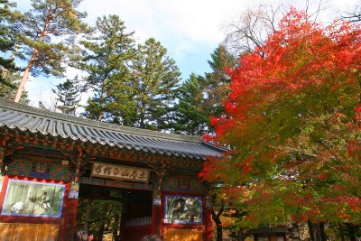 2nd trip - Woljeongsa temple-Famous maple tree