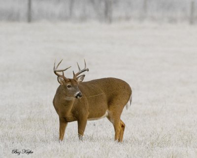 Eight Pointer in a Frosted Field at Dawn