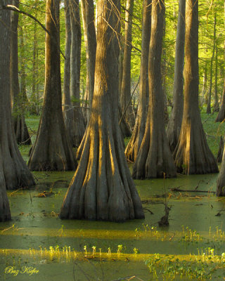Louisiana Cypress