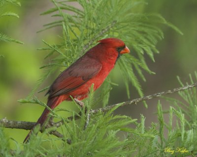 Cardinal in Spring Cypress