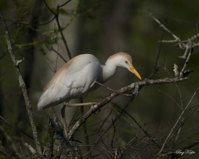 Cattle Egret