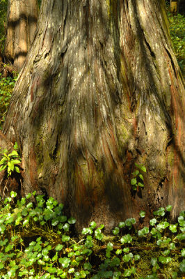 Cypress Trunk Detail