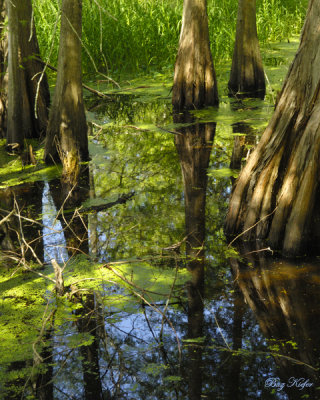 Duck Weed, Cypress  and Swamp Water