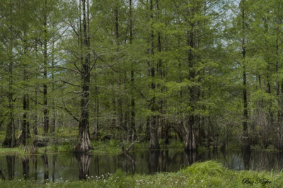 Young Cypress Forest