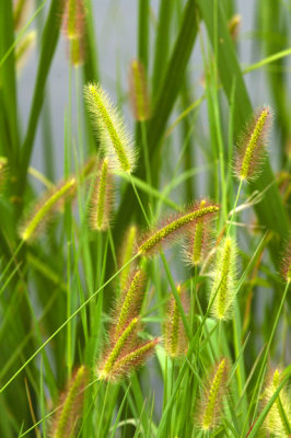 Foxtail