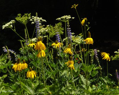 In a Small Meadow