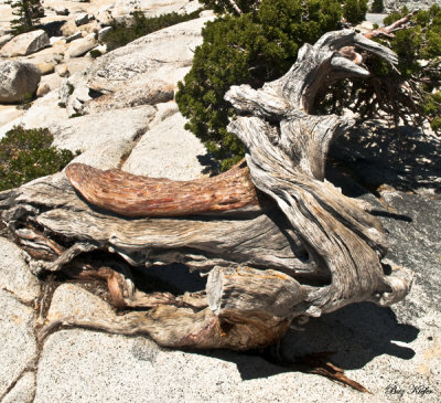 Weathered Cedar