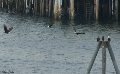 Eagles Over Ketchikan Waterfront