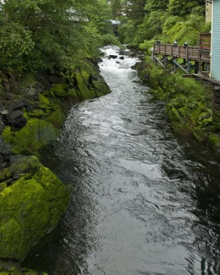 Moss Along Creek St