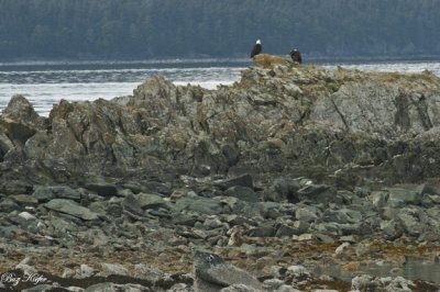 Bald Eagles on a Small Island