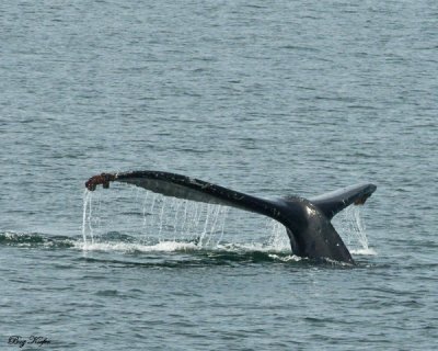 Humpback Sounding